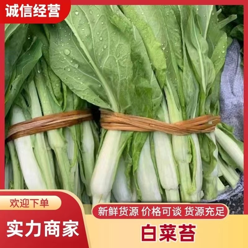 湖北菜台白菜苔产地看货论价保质保量欢迎订购