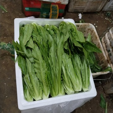 油麦菜