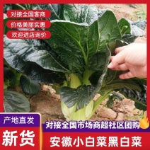 安徽乌塌菜黄心菜一手货源全国代发对接批发商社区团购