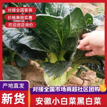 安徽乌塌菜黄心菜一手货源全国代发对接批发商社区团购