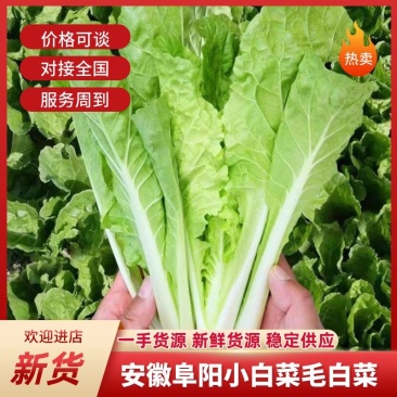 太和县毛白菜小白菜产地直发货源充足对接批发商商超