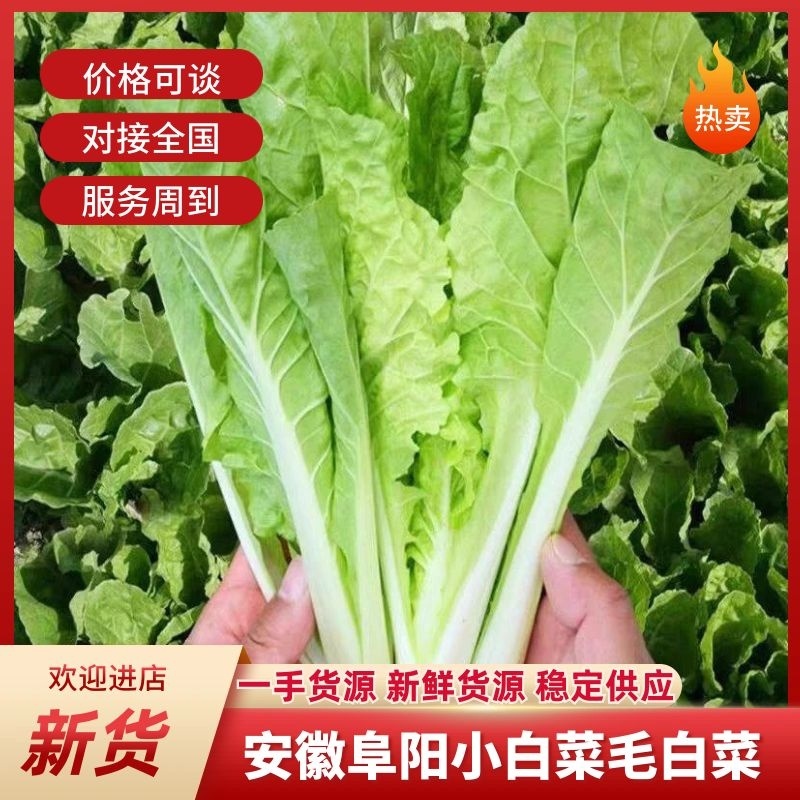 太和县毛白菜小白菜产地直发货源充足对接批发商商超