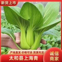 太和县上海青油菜一手货源基地直发货源充足欢迎致电