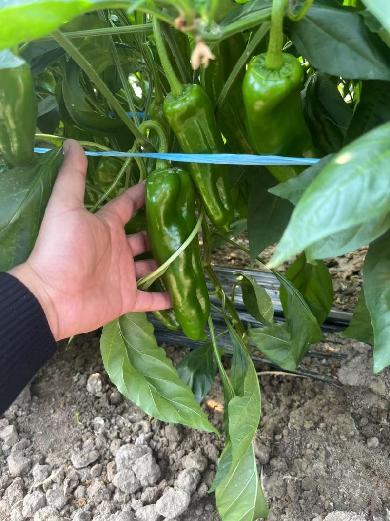 芜湖椒,辣椒大量上市，全国发货，欢迎来电咨询洽谈业务