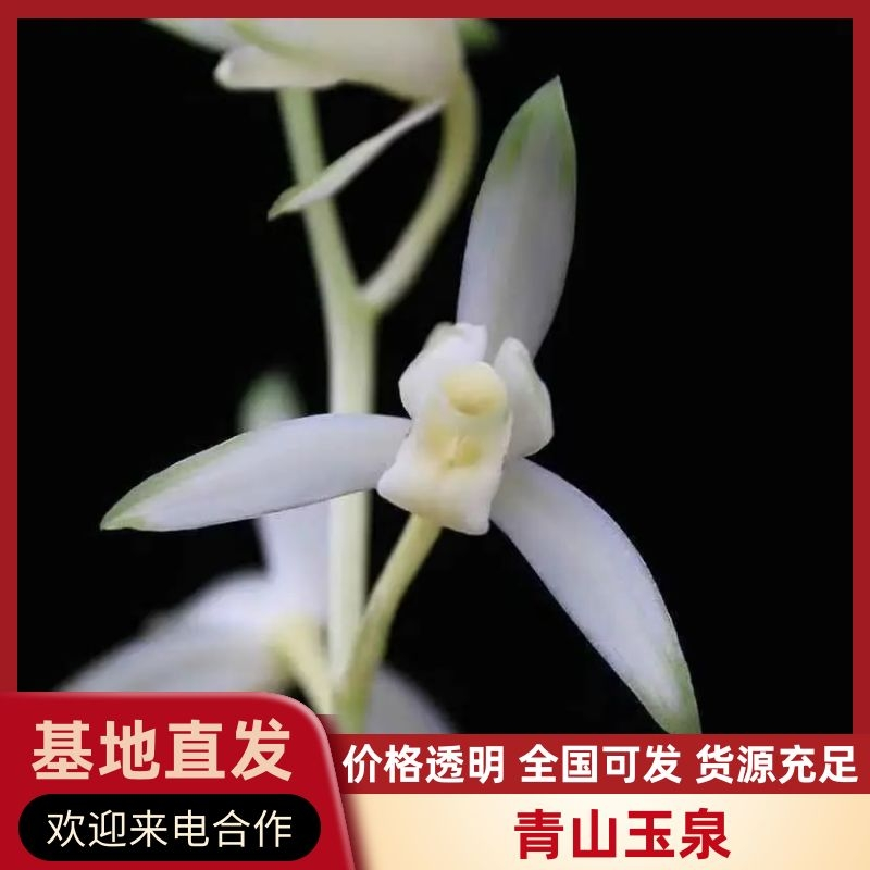 青山玉泉兰花包指导漂亮好养好打理品质保障欢迎咨询
