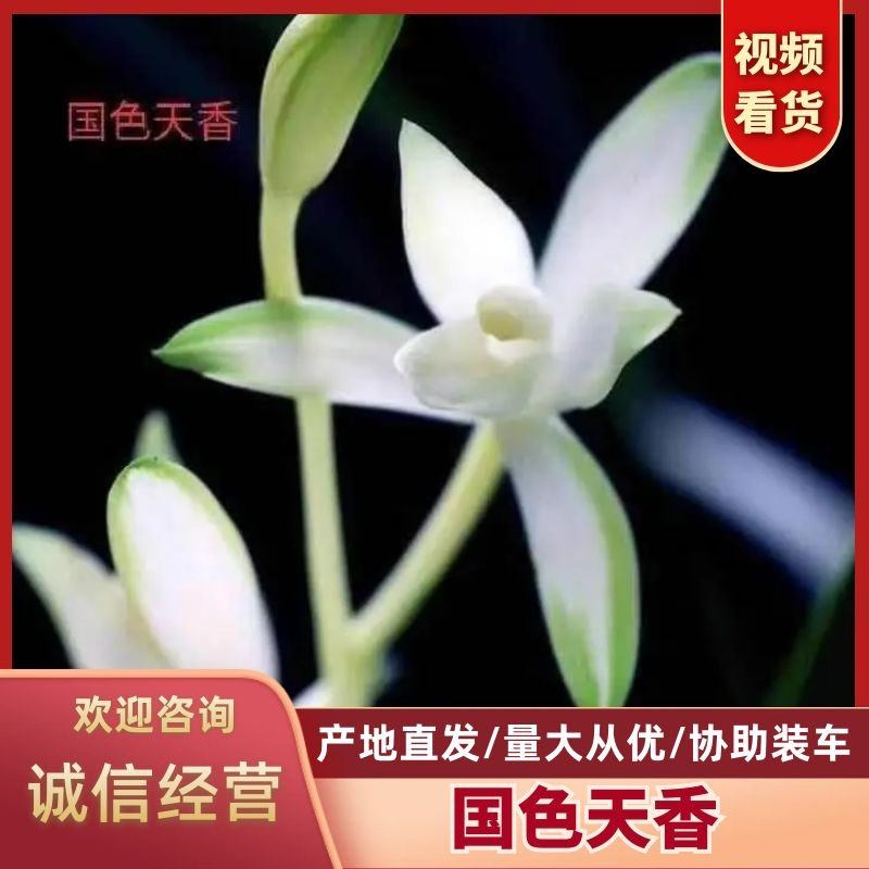 国色天香兰花包指导漂亮好养好打理品质保障欢迎咨询