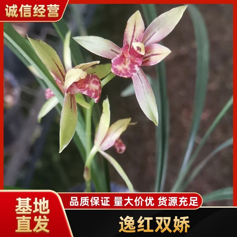 逸红双娇兰花包指导漂亮好养好打理品质保障欢迎咨询