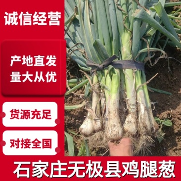 无极县精品大葱精品鸡腿大葱现货速发欢迎选购