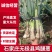 无极县精品大葱精品鸡腿大葱现货速发欢迎选购
