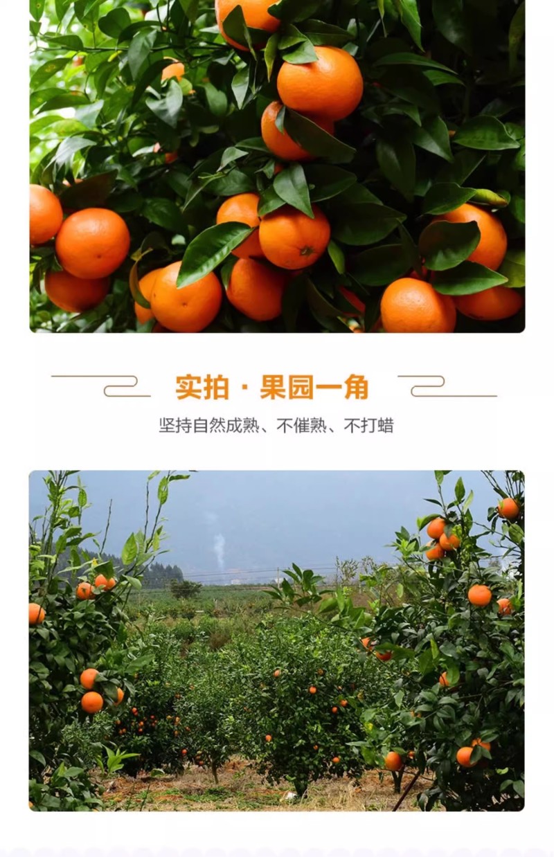 广西精品沃柑大量上市新鲜水果当季承接电商一件代发