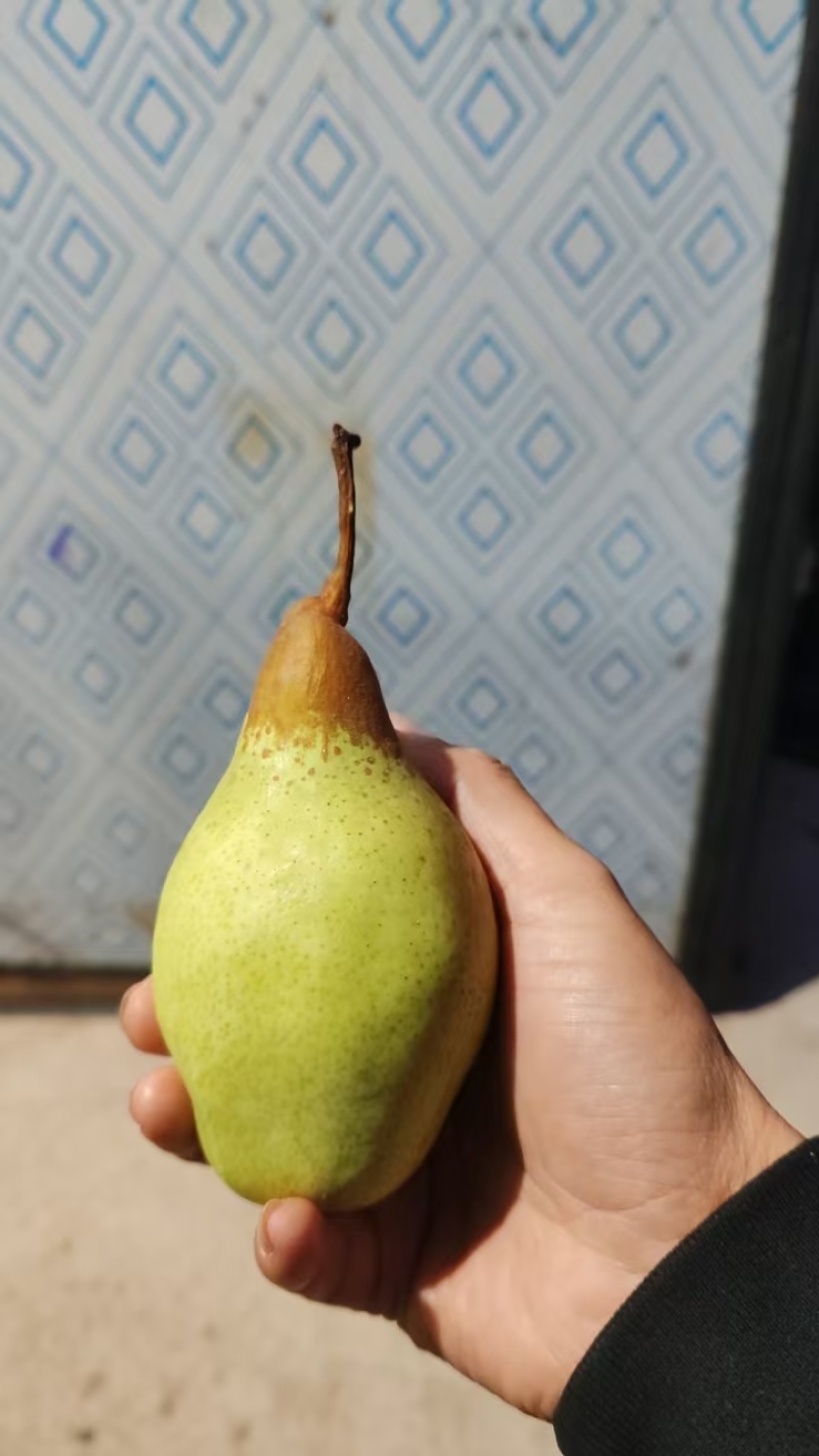 【精品】河北贵妃梨大量现货质量好量大价格可便宜