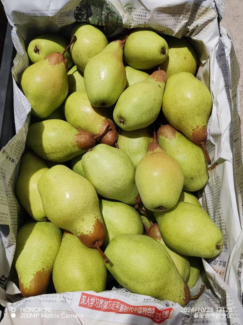 【精品】河北贵妃梨大量现货质量好量大价格可便宜