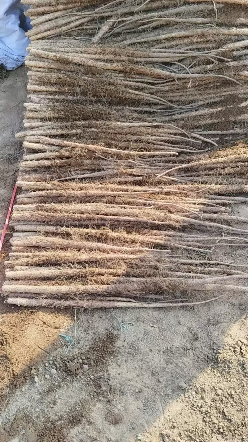 河南铁棍山药2024新货上市需要的老板电话联系