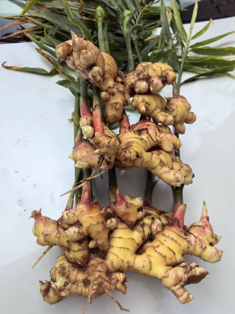 罗平山地小黄姜，一手货源，价格便宜，可视频看货