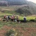 罗平山地小黄姜，一手货源，价格便宜，可视频看货