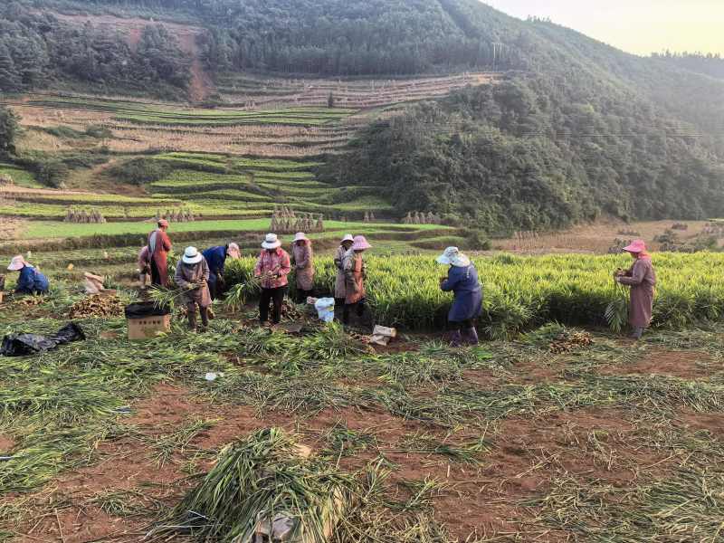 罗平山地小黄姜，一手货源，价格便宜，可视频看货