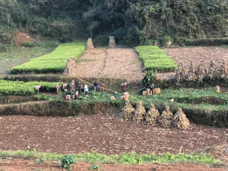 罗平山地小黄姜，一手货源，价格便宜，可视频看货