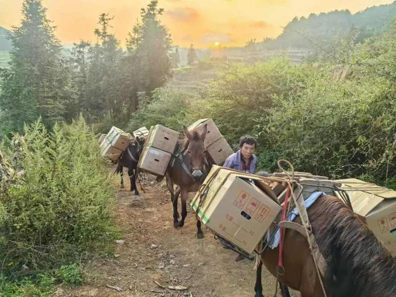 罗平山地小黄姜，一手货源，价格便宜，可视频看货