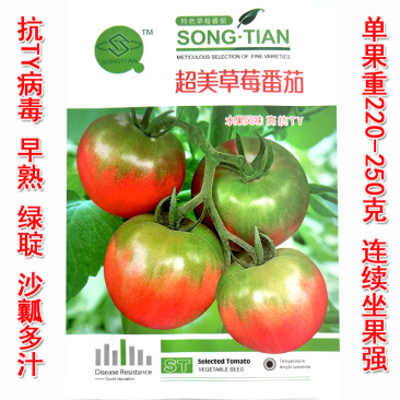 草莓西红柿种子抗TY水果型铁皮柿子春秋种植沙瓤大田品种