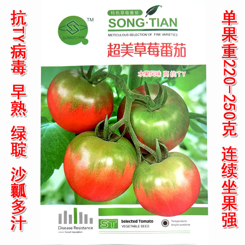 草莓西红柿种子抗TY水果型铁皮柿子春秋种植沙瓤大田品种
