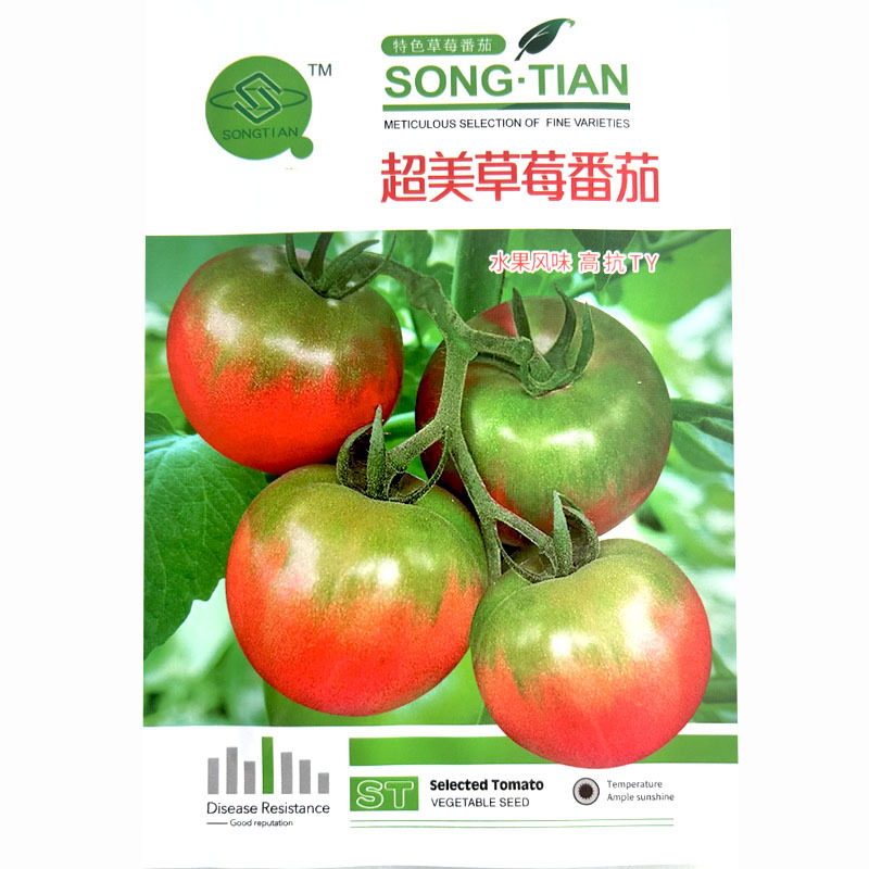 草莓西红柿种子抗TY水果型铁皮柿子春秋种植沙瓤大田品种