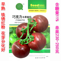 巧克力水果番茄种子早熟粉果糖度高杂交抗病春秋种植