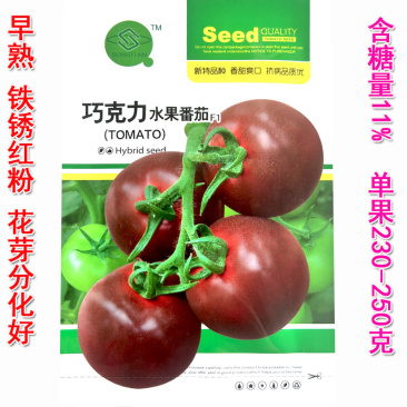 巧克力水果番茄种子早熟粉果糖度高杂交抗病春秋种植