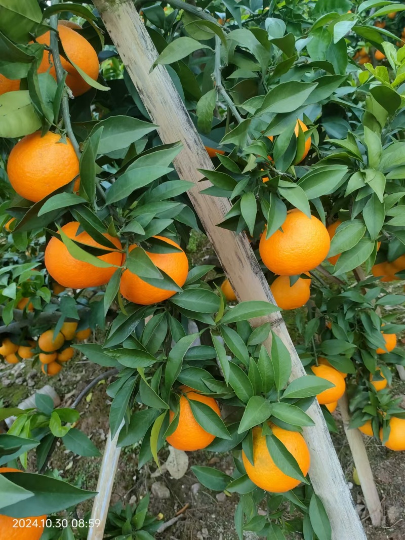 【荐】精品四川爱媛38果冻橙大量上市现订现摘诚信经营