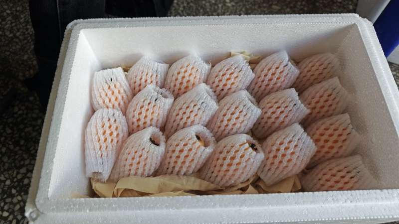 福建云霄枇杷一件代发产地直发一手货源对接各大电商平台