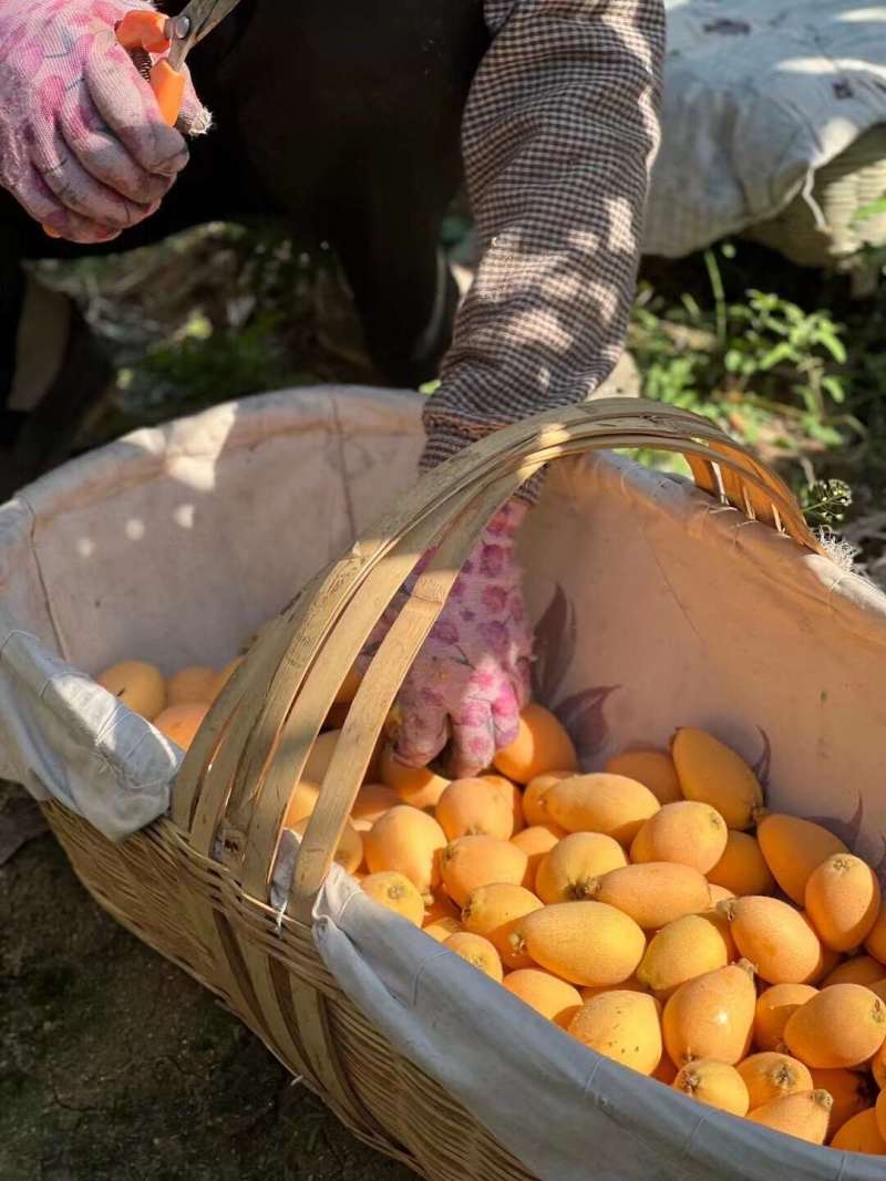 福建云霄枇杷一件代发产地直发一手货源对接各大电商平台