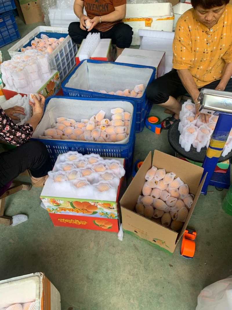 福建云霄枇杷一件代发产地直发一手货源对接各大电商平台