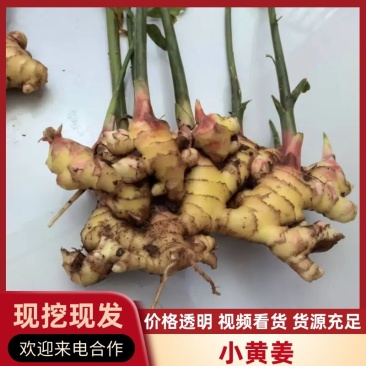 罗平山地小黄姜，一手货源，价格便宜，可视频看货