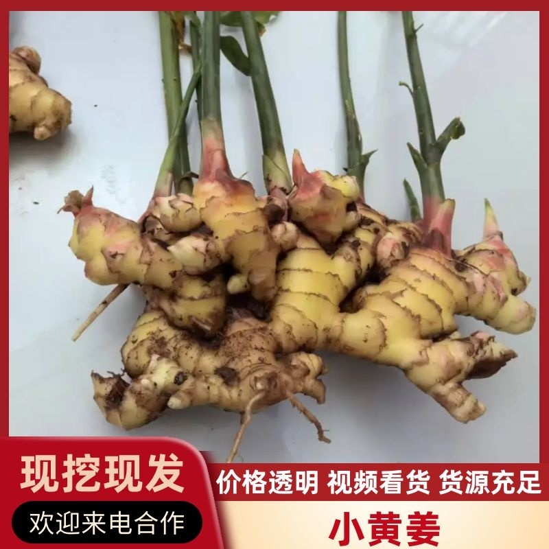 罗平山地小黄姜，一手货源，价格便宜，可视频看货