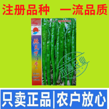 辣天下19辣椒椒种子高产早熟青辣椒微辣种籽辣椒超长种子大