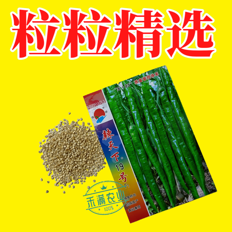 辣天下19辣椒椒种子高产早熟青辣椒微辣种籽辣椒超长种子大