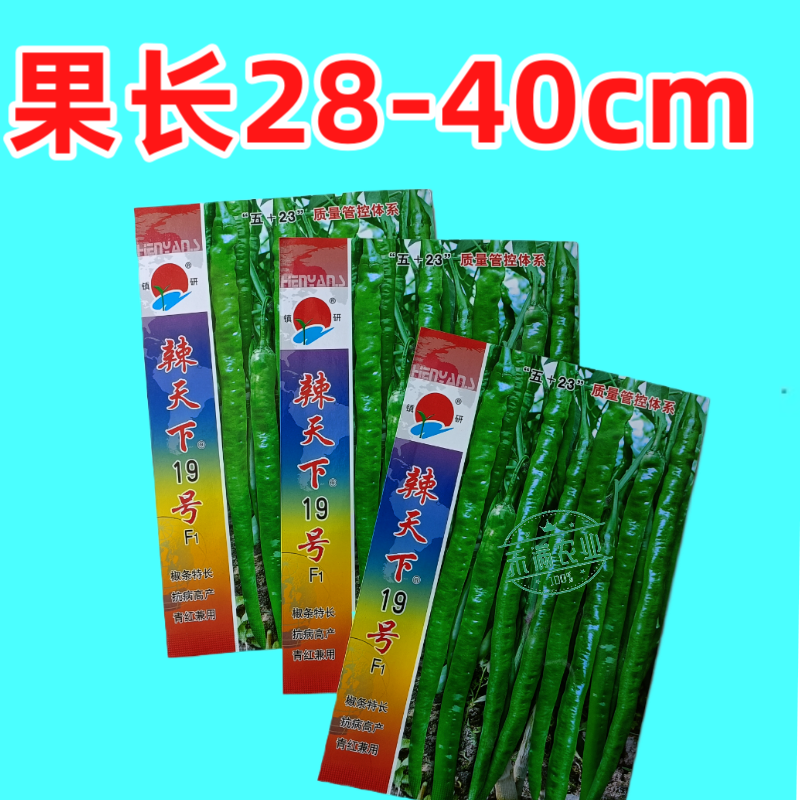 辣天下19辣椒椒种子高产早熟青辣椒微辣种籽辣椒超长种子大