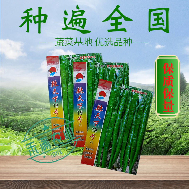 辣天下19辣椒椒种子高产早熟青辣椒微辣种籽辣椒超长种子大