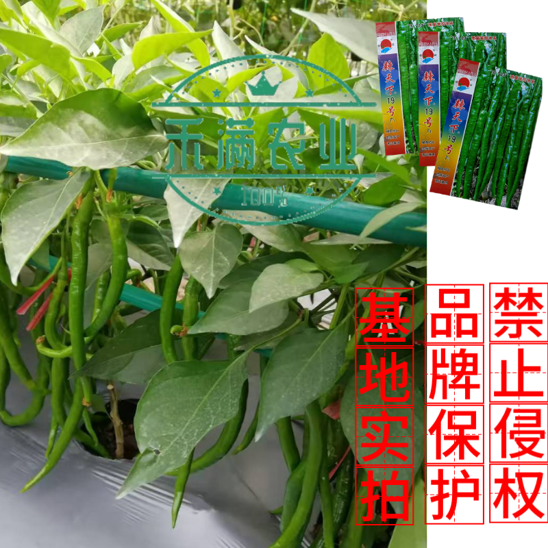 辣天下19辣椒椒种子高产早熟青辣椒微辣种籽辣椒超长种子大