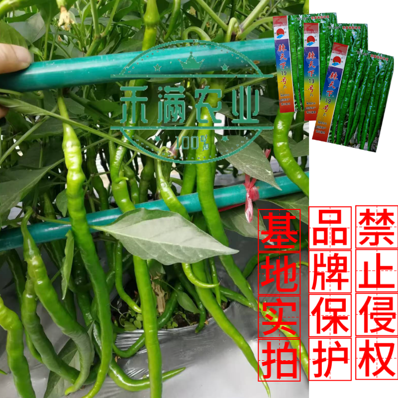辣天下19辣椒椒种子高产早熟青辣椒微辣种籽辣椒超长种子大
