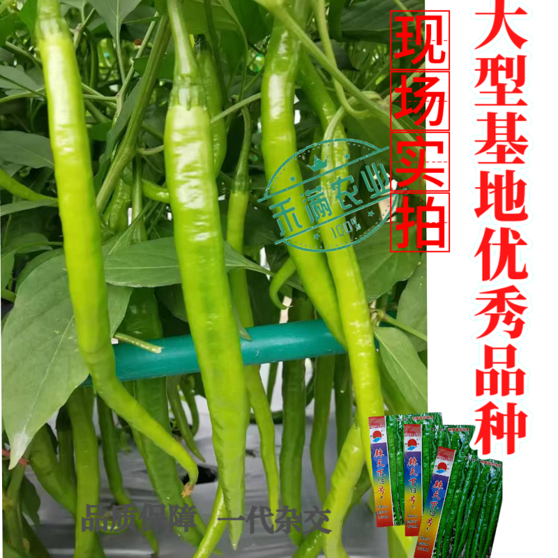辣天下19辣椒椒种子高产早熟青辣椒微辣种籽辣椒超长种子大