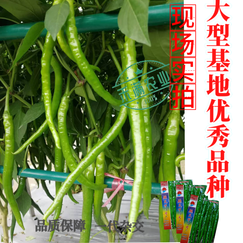 辣天下19辣椒椒种子高产早熟青辣椒微辣种籽辣椒超长种子大