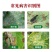 60%唑醚代森联杀菌剂吡唑醚菌酯正品苹果斑点落叶病霜霉病