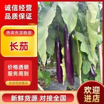 广东精品紫长茄本地茄子颜色正规格齐全可分拣
