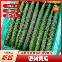 广东徐闻黄瓜本地密刺黄瓜口感清脆新鲜发货