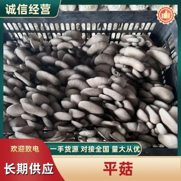 [新鲜上市]蘑菇平菇鲜平菇原产地发货对接各大市场商超电商