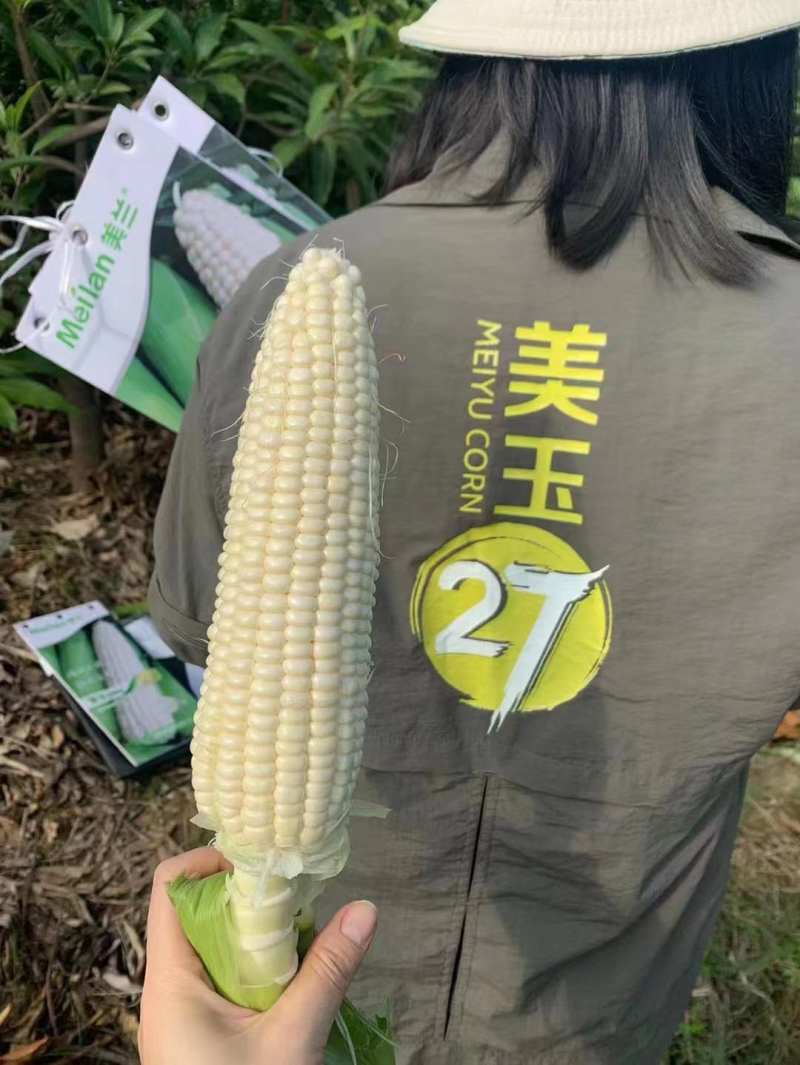 【推荐】广东精品白糯玉米加甜白糯支持电商团购