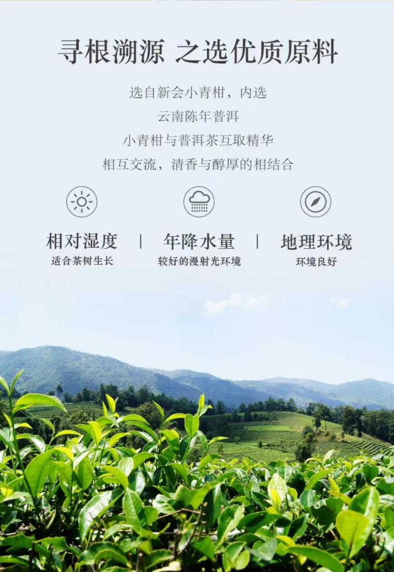 浙江宁波小青柑品质保证诚信经营欢迎采购