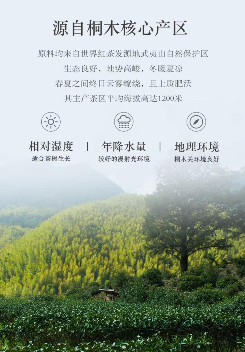 浙江宁波正山小种诚信经营品质保证欢迎采购