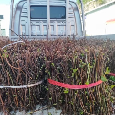 高品质何首乌苗带菊花高含量何首乌一手货源产地直发