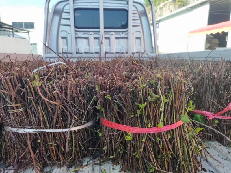 高品质何首乌苗带菊花高含量何首乌一手货源产地直发